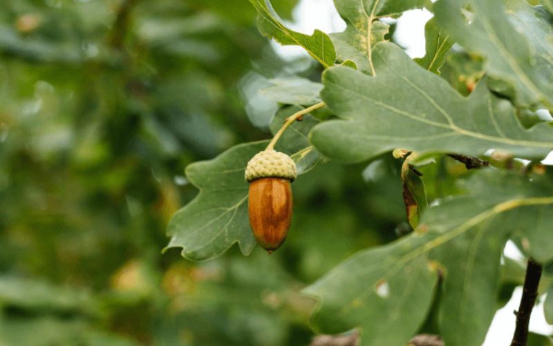 Có bao nhiêu loại hạt dẻ sồi?Heo đen Iberia ăn loại nào?
