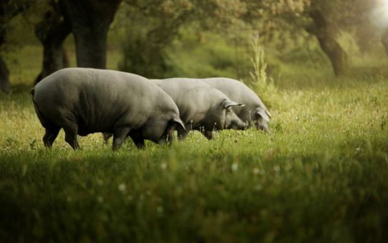 5 vùng sản xuất đùi heo muối Iberico nổi tiếng tại Tây Ban Nha