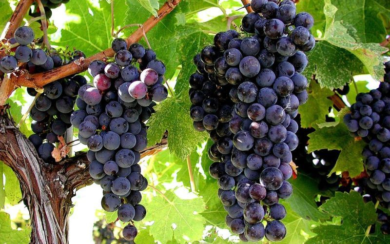 Top 5 Giống Nho Phổ Biến Để Làm Rượu Vang Đỏ Chile