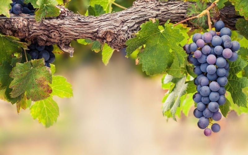 Giống Nho - Linh Hồn Tạo Ra Rượu Vang Ngon