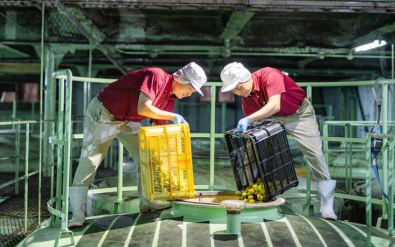 Khám phá các nhà máy sản xuất rượu mơ Umeshu trên khắp Nhật Bản