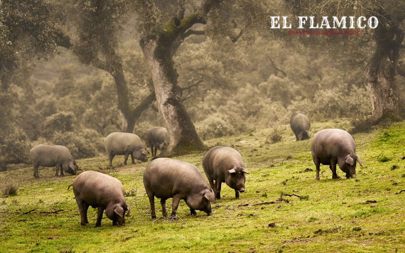 Môi trường chăn nuôi heo đen Iberico