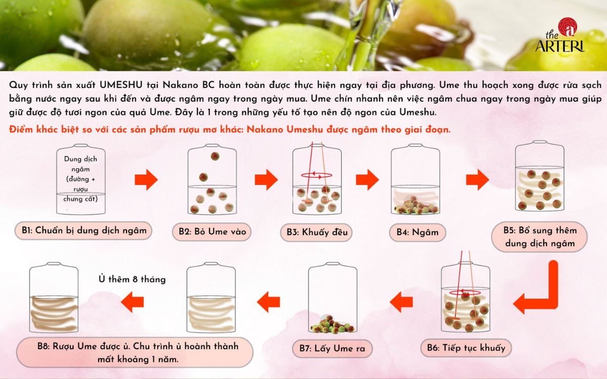 Quy trình ngâm rượu mơ theo giai đoạn cầu kỳ, phức tạp nhất Nhật Bản