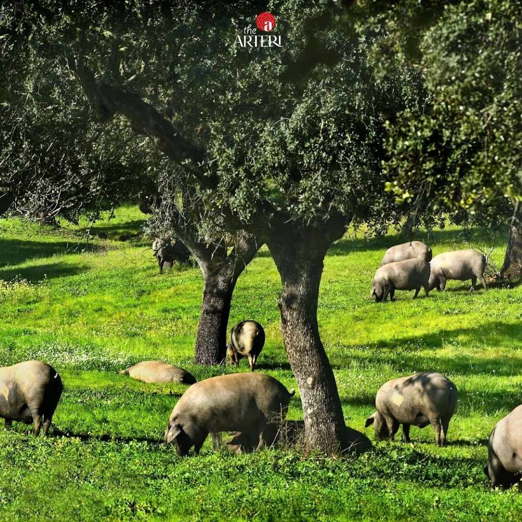 Heo đen Iberico được chăn thả tự do tr&ecirc;n c&aacute;nh đồng sồi