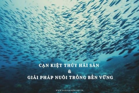 Cạn Kiệt Thủy Hải Sản Và Giải Pháp Nuôi Trồng Bền Vững