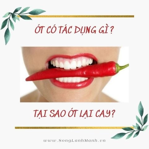 Tại Sao Ớt Lại Cay Và Ăn Ớt Có Tác Dụng Gì Đối Với Sức Khỏe?