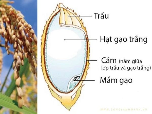 lợi ích của gạo lứt