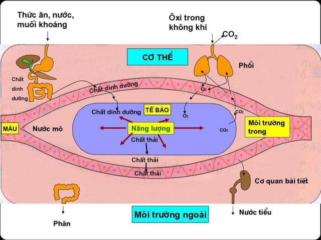 Cơ Thể Sử Dụng Năng Lượng Như Thế Nào Để Tăng Cân Và Giảm Cân?_1