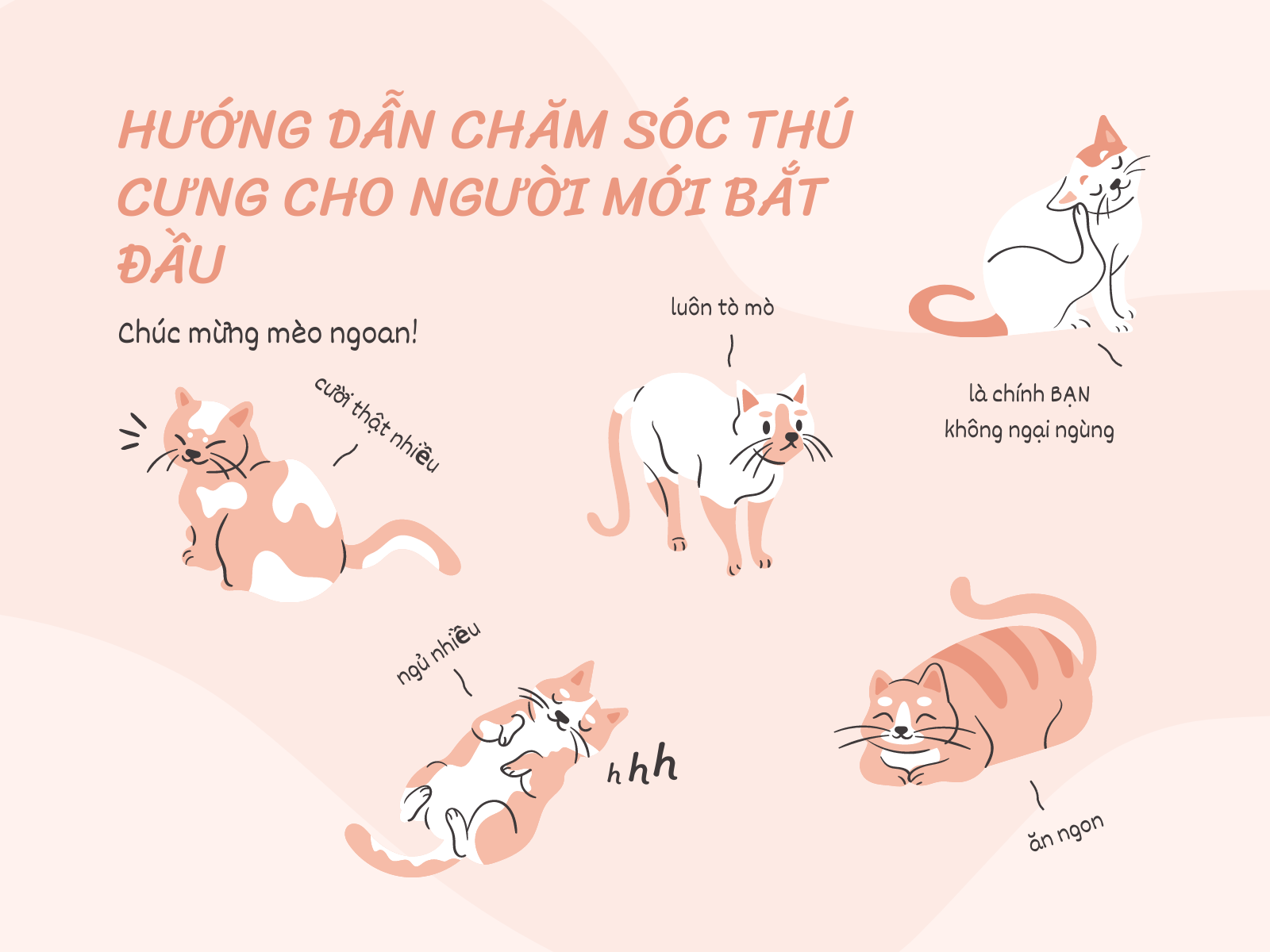 HƯỚNG DẪN CHĂM SÓC THÚ CƯNG CHO NGƯỜI MỚI BẮT ĐẦU