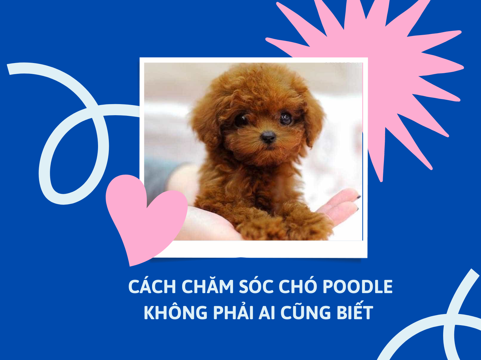 Cách chăm sóc chó Poodle không phải ai cũng biết