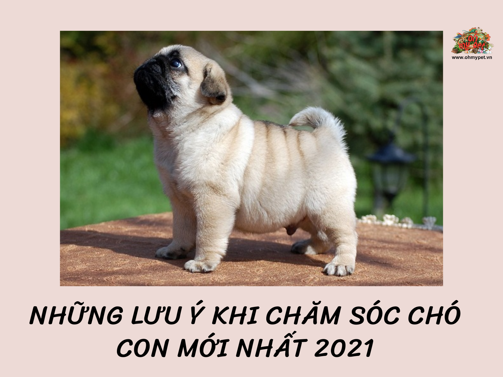 Những lưu ý khi chăm sóc chó con mới nhất 2021