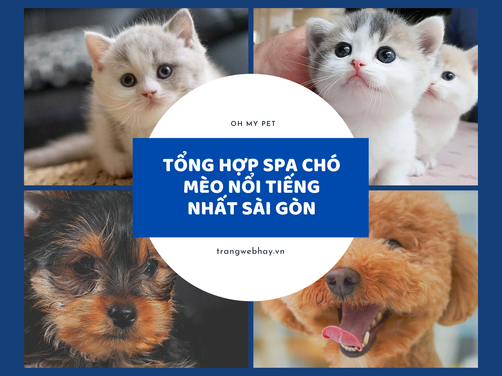 Tổng hợp Spa chó mèo nổi tiếng nhất Sài Gòn