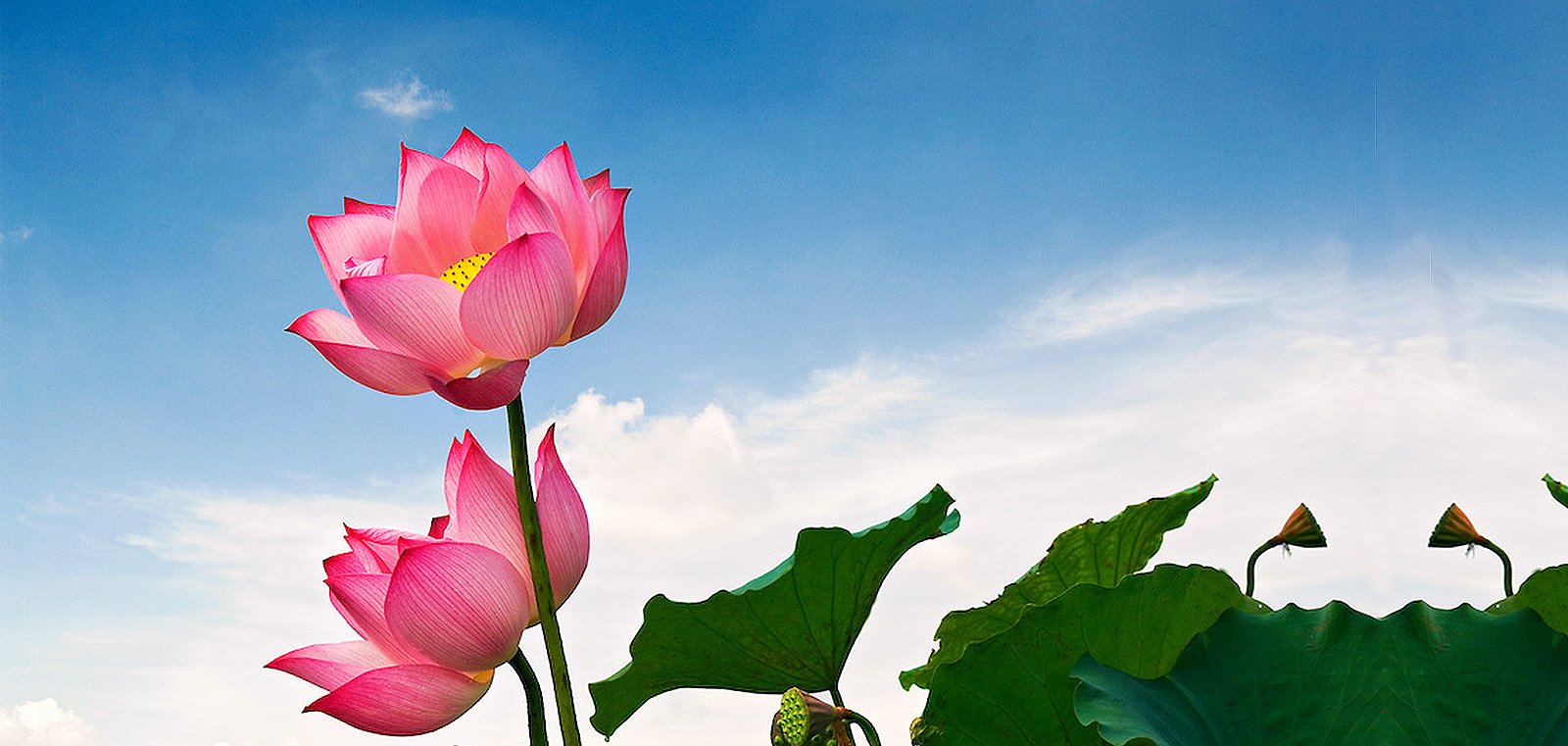 Hình Nền Hoa Sen Nền, HD và Nền Cờ đẹp nền sen, hoa sen, phong cảnh để Tải  Xuống Miễn Phí - Lovepik