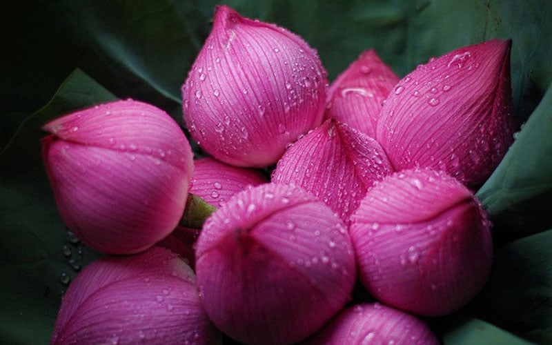 Gợi ý 10 loại hoa cúng Phật trang nghiêm và những điều cần lưu ý khi dâng hoa