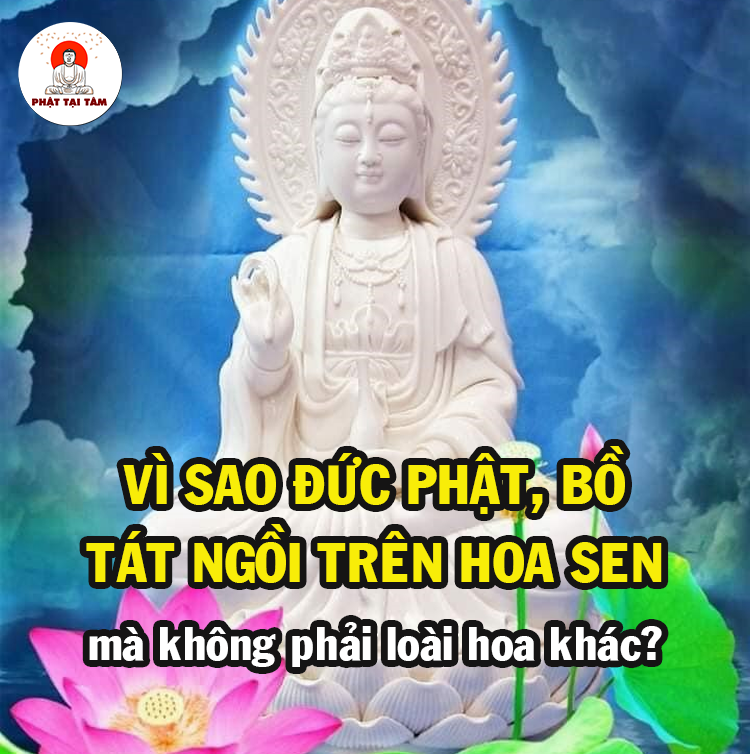 Ý nghĩa hoa sen trong Phật giáo là gì? Nhắc tới hoa sen, người ta liên tưởng tới ngay những tính chất đặc trưng sau: