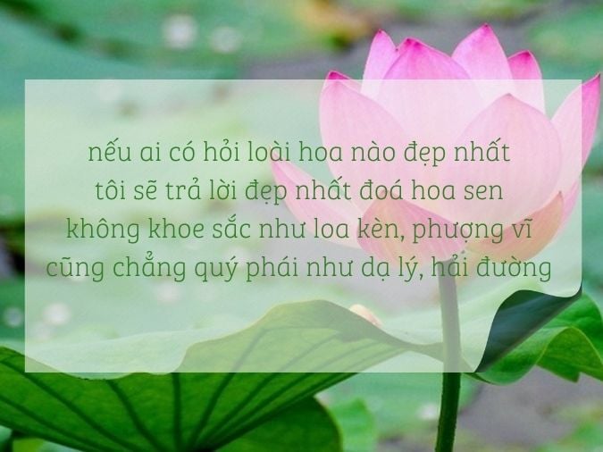 Top những bài thơ về hoa sen làm bạn càng thêm yêu thiên nhiên, đất nước Việt Nam