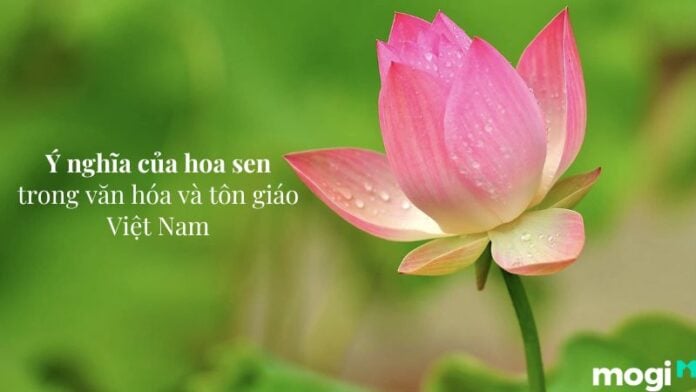 Giải Mã Ý Nghĩa Của Hoa Sen Trong Văn Hóa Việt Nam