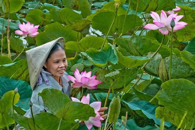 Bộ trưởng Lê Minh Hoan: Xây dựng 'đạo' trồng sen