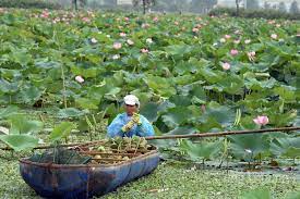 The image of the lotus flower (sen) in Vietnamese culture.