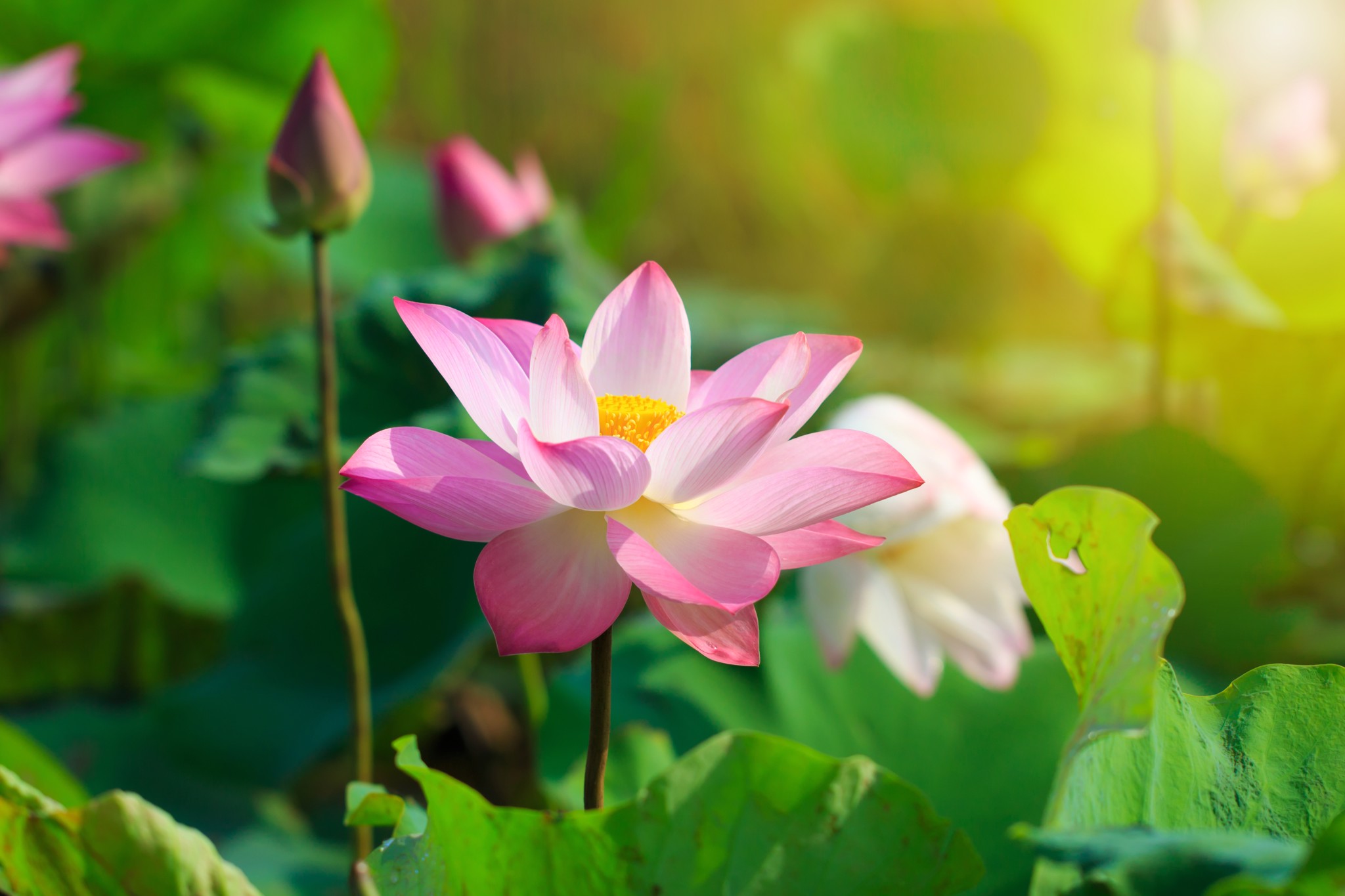 Hoa sen là loại thực vật đầy ý nghĩa và được ví như một loại thuốc quý. Và hãy đón xem những hình ảnh của loài hoa này sẽ để lại cho bạn cảm giác thư thái, thanh bình và yên tĩnh như khi đang đắm chìm trong cánh sen nở.