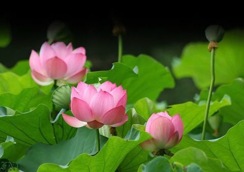 Vết sinh trưởng trên lá sen – Dấu ấn độc bản của thiên nhiên và cuộc sống