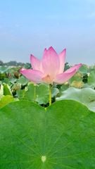 Hành Trình Thu Hoạch Sen Tại Hưng Thạnh – Bản Giao Hưởng Mở Màn Cho Mùa Sản Xuất ECOLOTUS