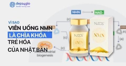 Vì sao viên uống NMN được xem là “chìa khóa trẻ hóa” của Nhật Bản?