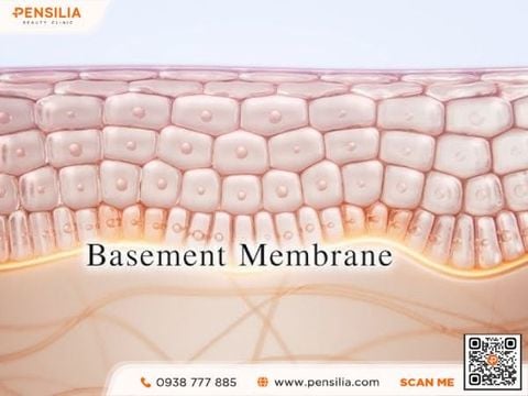 tre-hoa-lan-da-mang-day-basement-membrane