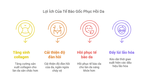 te-bao-goc-phuc-hoi-da-2