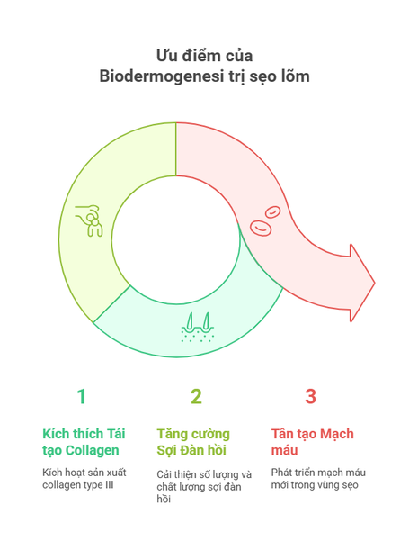 tri-seo-lom-loi-ich-biodermogenesi