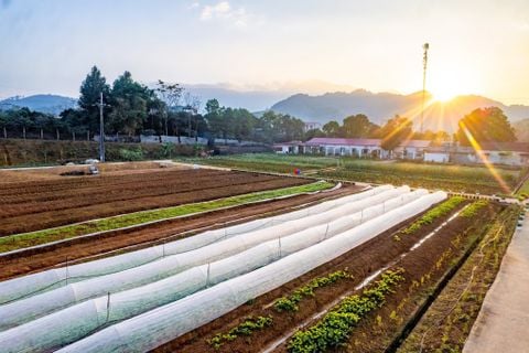 Sự khác biệt giữa rau sạch và rau hữu cơ