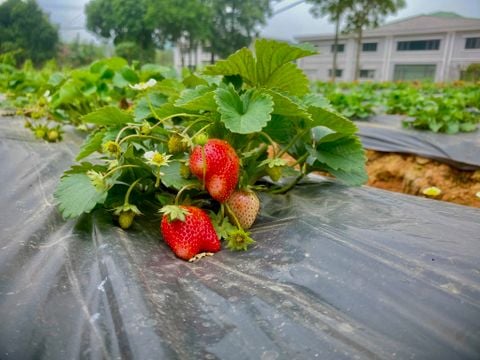 Dâu tây canh tác hữu cơ B-Farm có gì đặc biệt