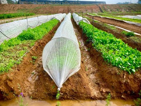 12 loại thực phẩm hữu cơ tốt cho sức khỏe mà bạn nên mua