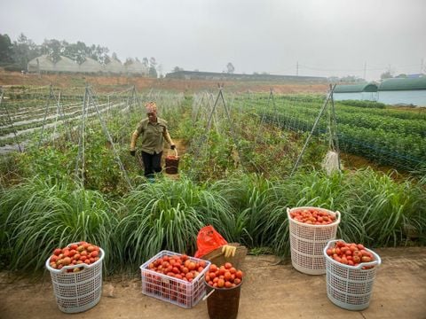 Những lợi ích kỳ diệu từ quả cà chua