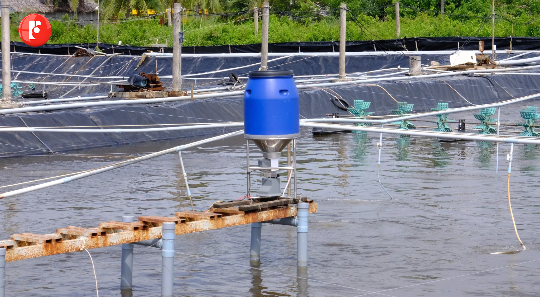 Lợi ích của máy cho tôm ăn tự động