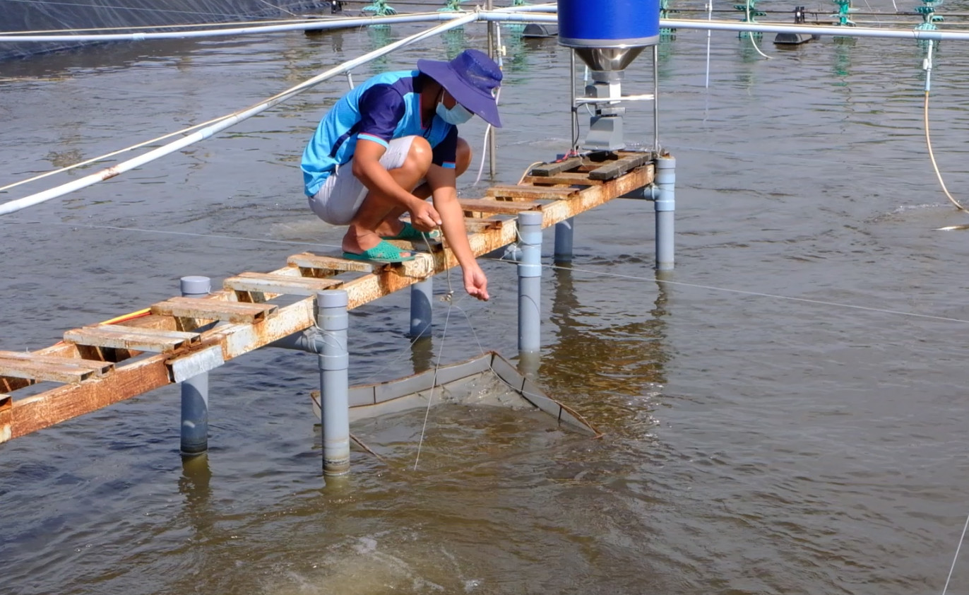 Vụ Nuôi Thắng Lợi Nhờ Máy Cho Tôm Ăn FarmX