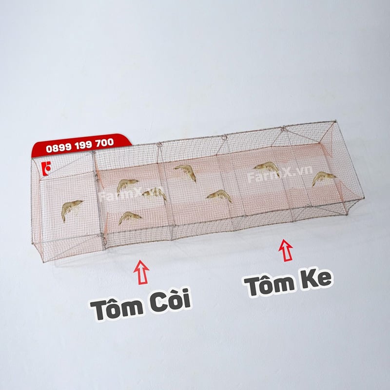 LÚ ĐẶT TÔM CÒI