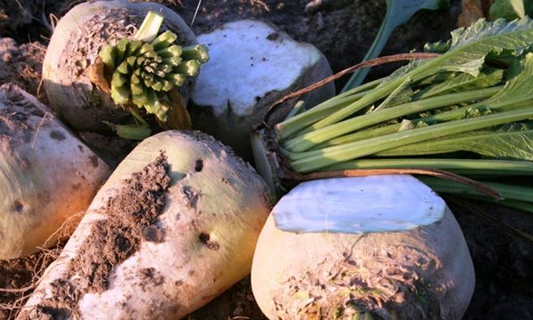 Củ cải đường (Beetroot)