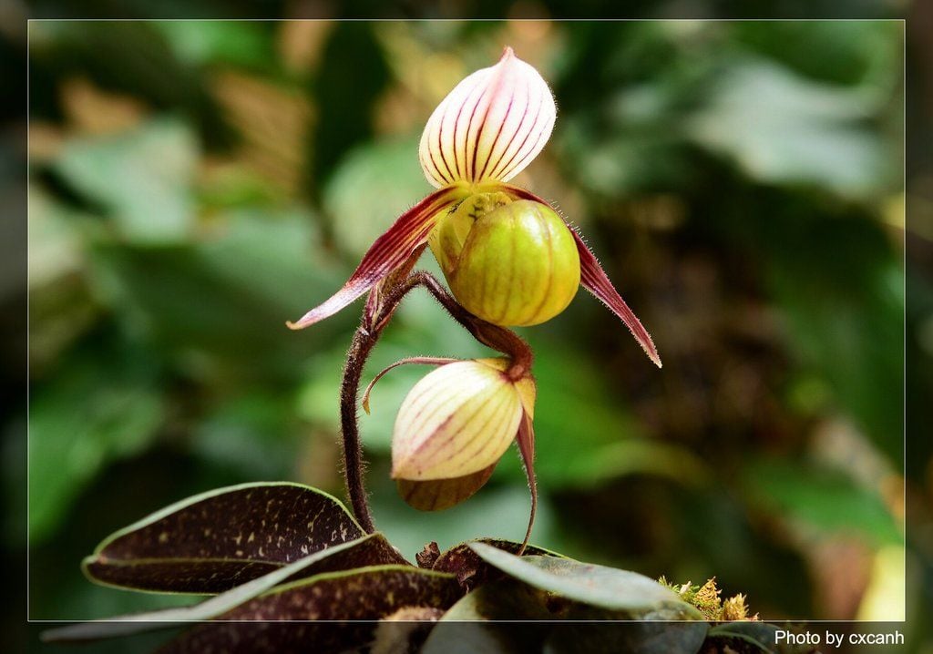 cách trồng lan hài râu xanh