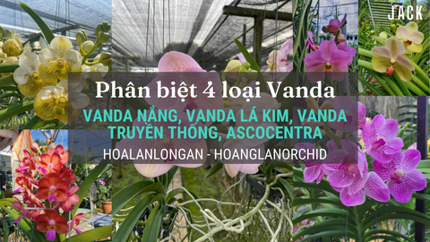 Phân biệt 4 loại lan vanda phổ biến nhất - Vanda nắng, lá kim, Asco, Vanda truyền thống