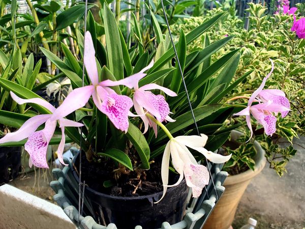 Giới thiệu lan Brass - Brassavola Công Nương Bóng Đêm