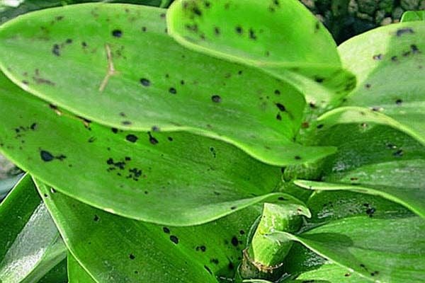 Nhận biết và cách phòng trị 13 loại bệnh hoa lan phổ biến