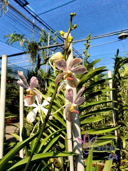 Giới thiệu và hướng dẫn kỹ thuật trồng lan Mokara chăm ra hoa