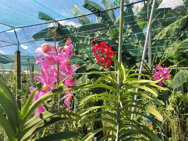 Giới thiệu và hướng dẫn kỹ thuật trồng lan Mokara chăm ra hoa