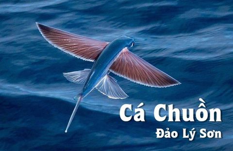 Tìm hiểu về loại cá biết 