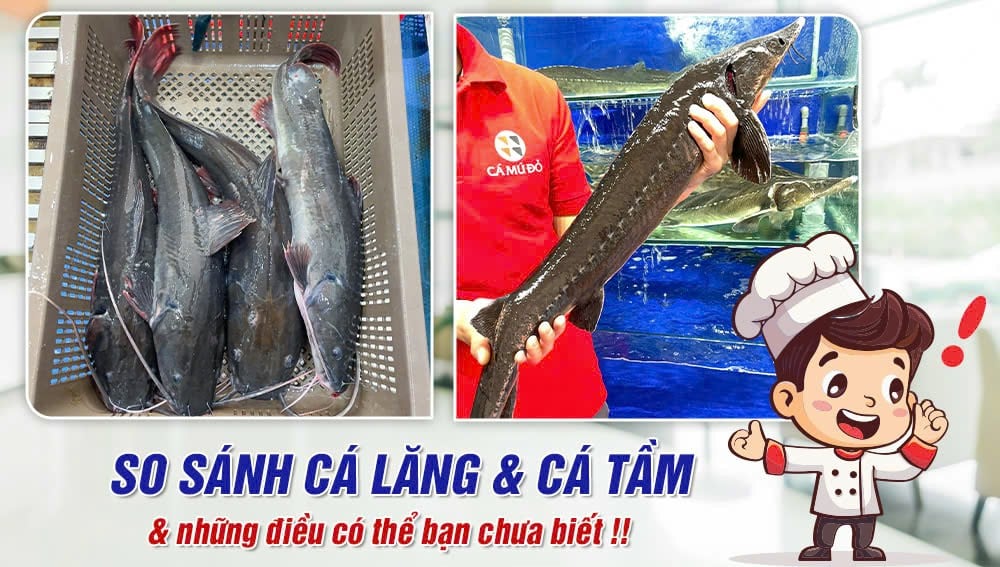 Cá lăng và cá tầm cá nào ngon hơn? So sánh chi tiết và món ngon từ hai loại cá