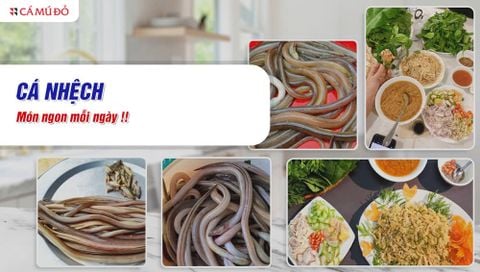 Cá nhệch - Đặc sản đồng quê và 5 món ngon không thể bỏ lỡ!