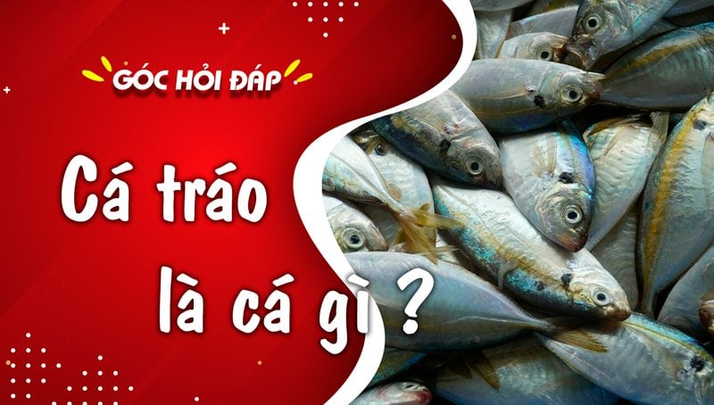 Cá tráo - Loại cá được nhiều gia đình lựa chọn và yêu thích