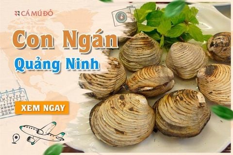 Con ngán Quảng Ninh - Đặc sản không thể bỏ lỡ!