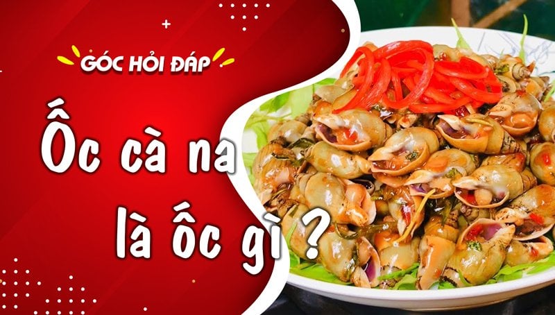 Ốc cà na là ốc gì? Ốc cà na sống ở đâu?